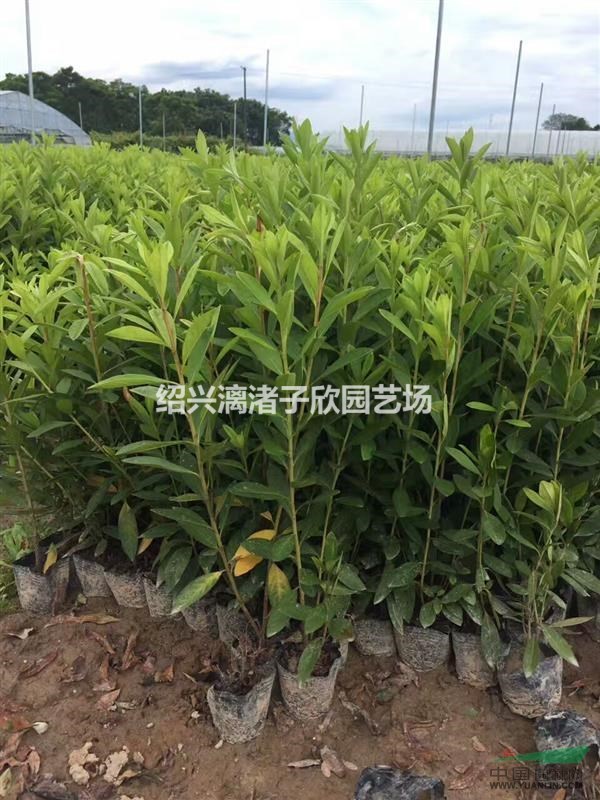精品小杯毛鵑 高度35厘米