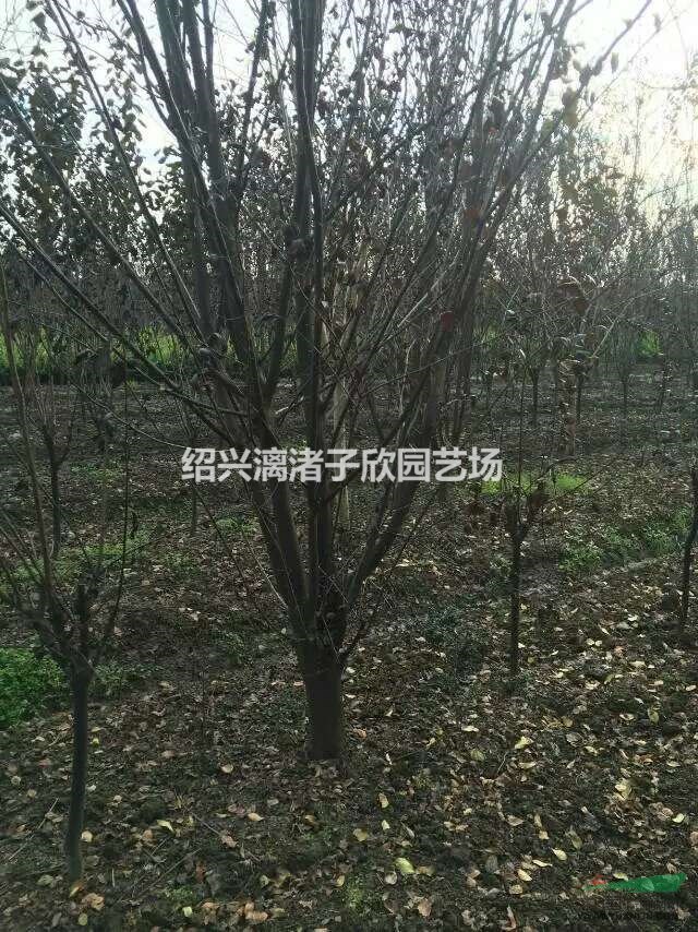 精品紅葉李 地徑5至12公分