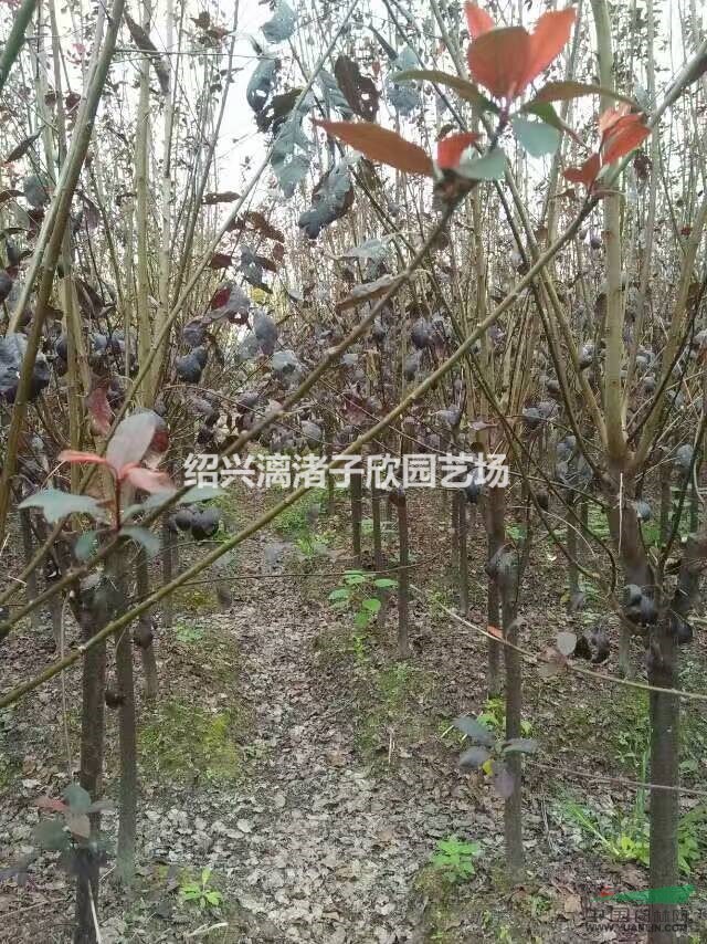 精品紅葉李 地徑3至8公分