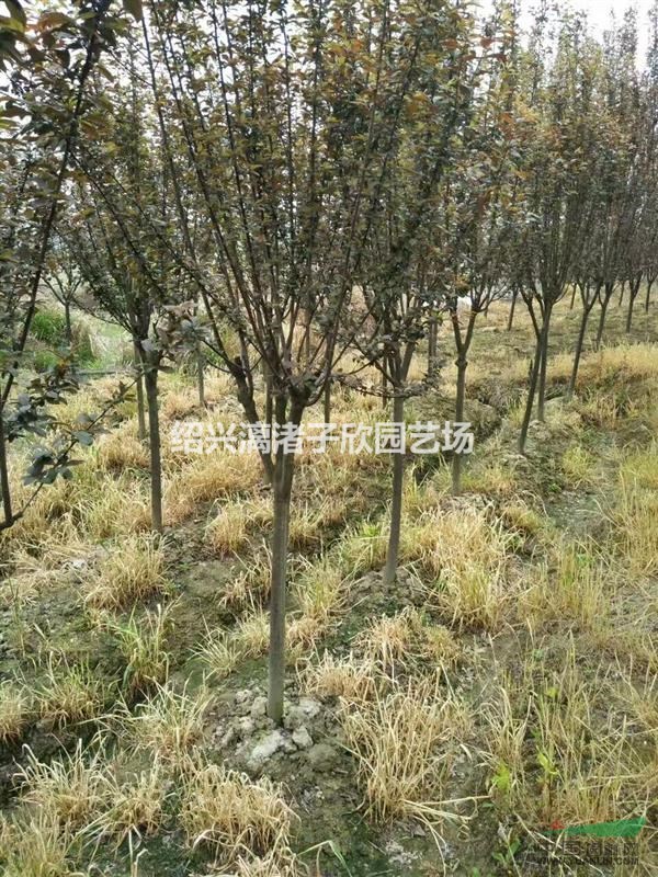 精品紅葉李 地徑3至8公分