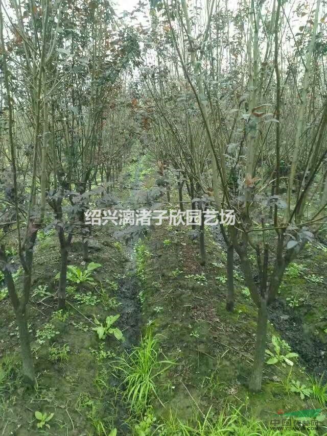 精品紅葉李 地徑3至8公分