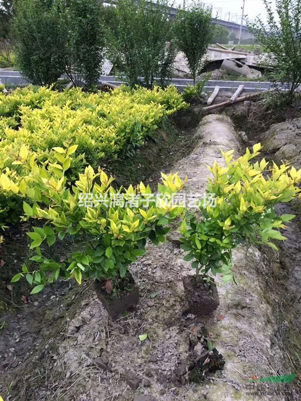 精品金森女貞地栽小毛球