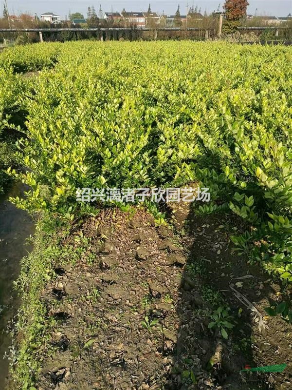 精品金森女貞地栽小毛球