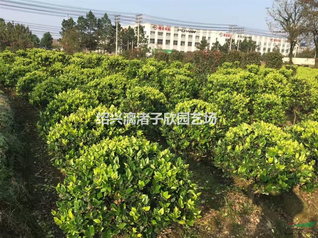 精品金森女贞球  冠副80cm到2.5m  