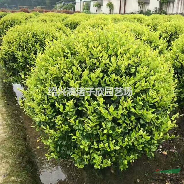 精品金森女贞球  冠副80cm到2.5m  