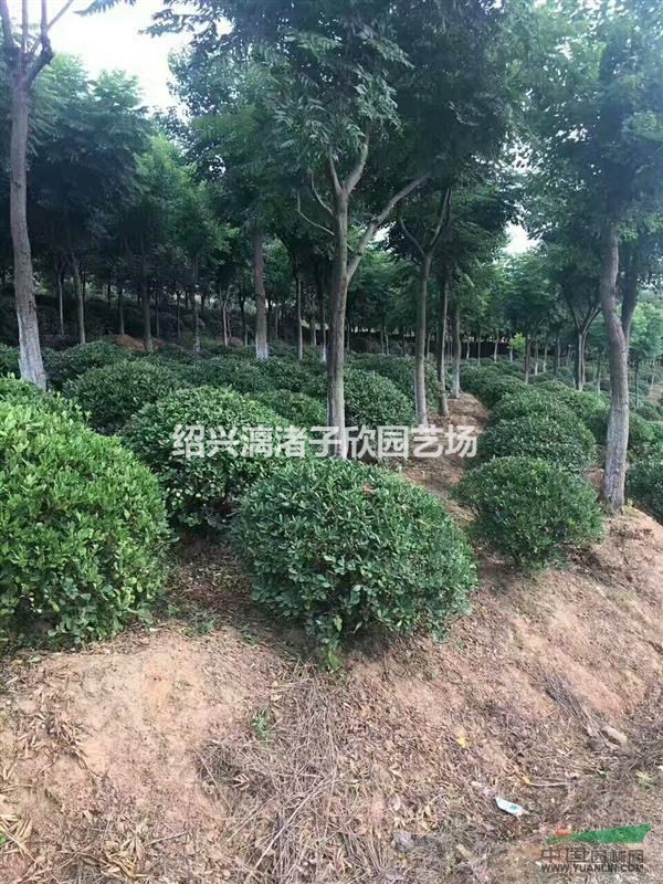 精品海桐球 冠副80cm到3m
