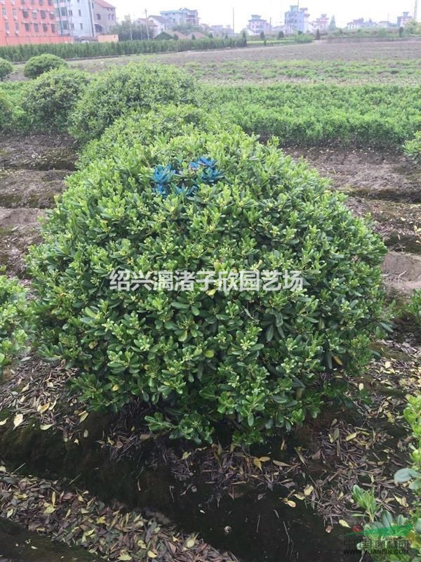 精品海桐球 冠副80cm到3m