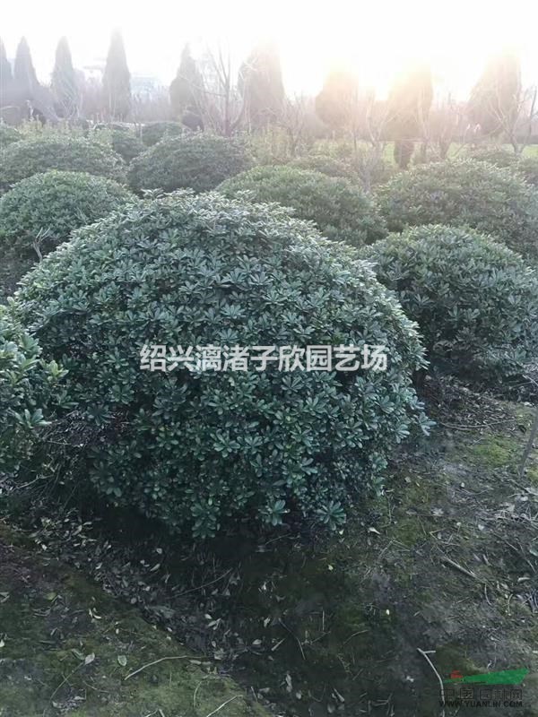 精品海桐球 冠副80cm到3m