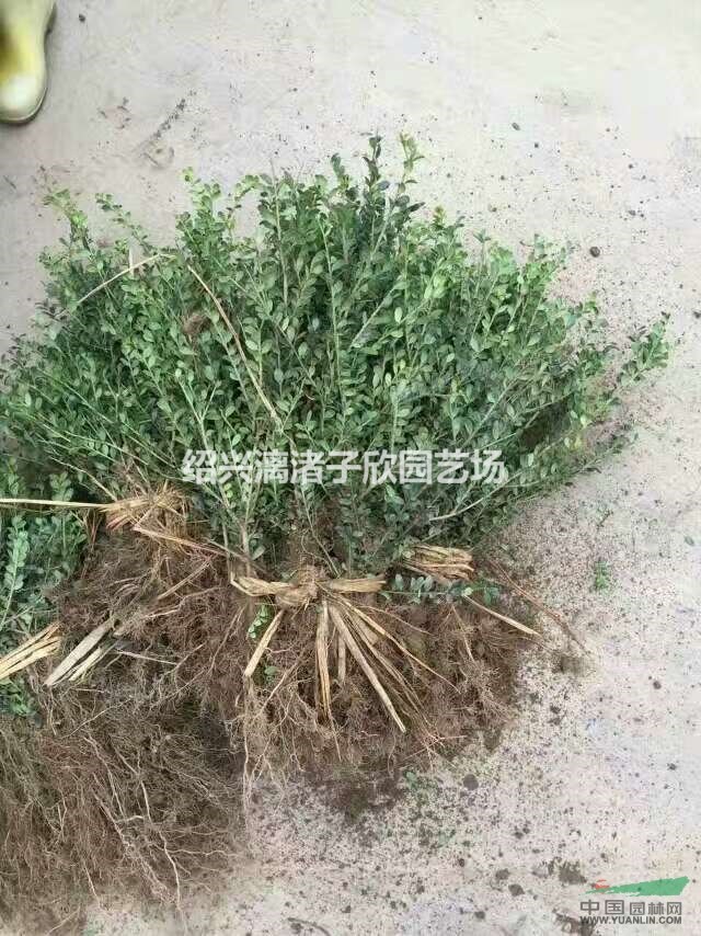 精品龜甲冬青地栽小苗 高度35厘米