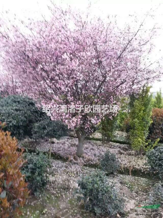 精品垂丝海棠 地径3公分至12公分 