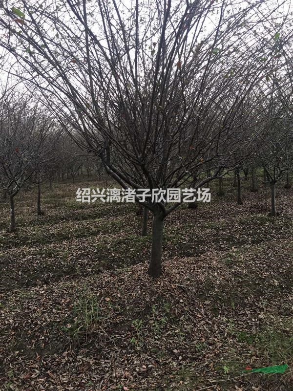 精品垂丝海棠 地径3公分至12公分 