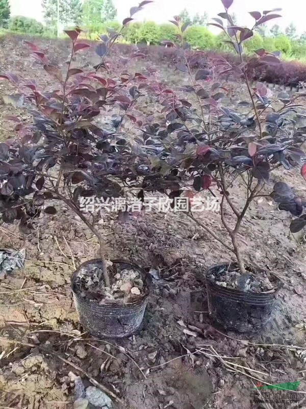 精品大杯红花继木 冠副25厘米左右
