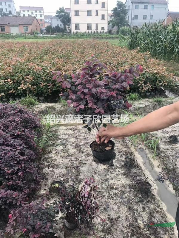 精品大杯红花继木 冠副25厘米左右