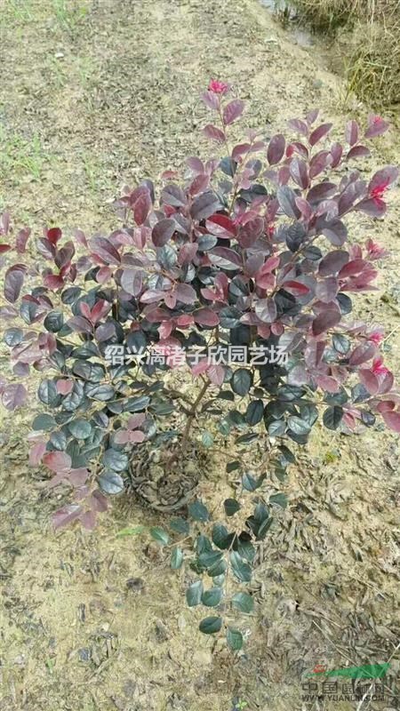 精品大杯红花继木 冠副25厘米左右