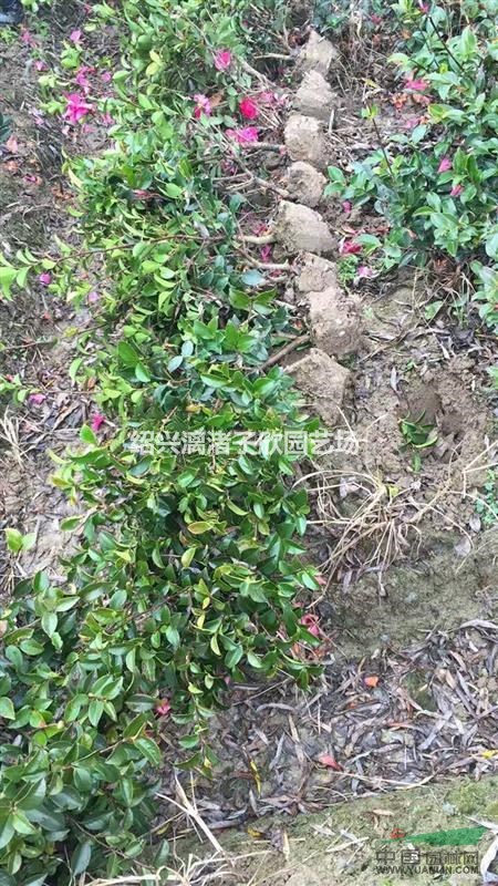 精品茶梅地栽小毛球