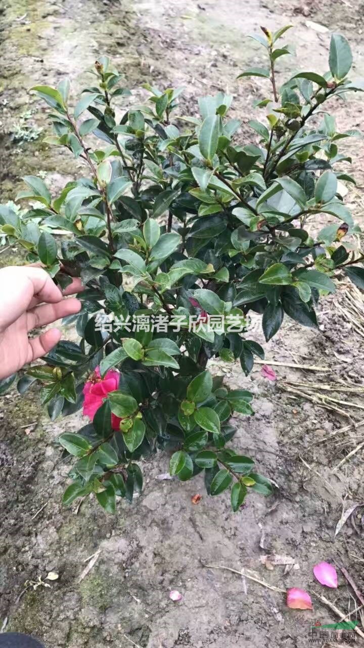 精品茶梅地栽小毛球
