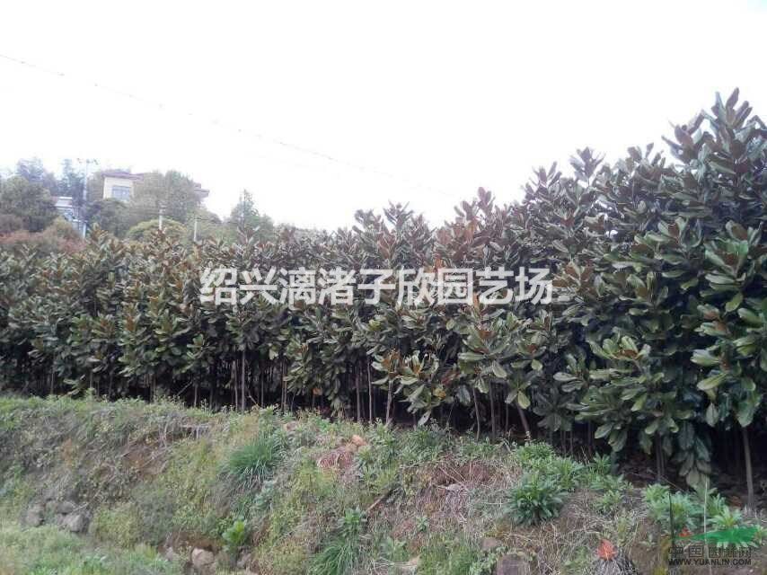 精品小廣玉蘭 地徑1至3公分