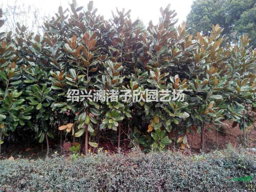精品小廣玉蘭 地徑1至3公分