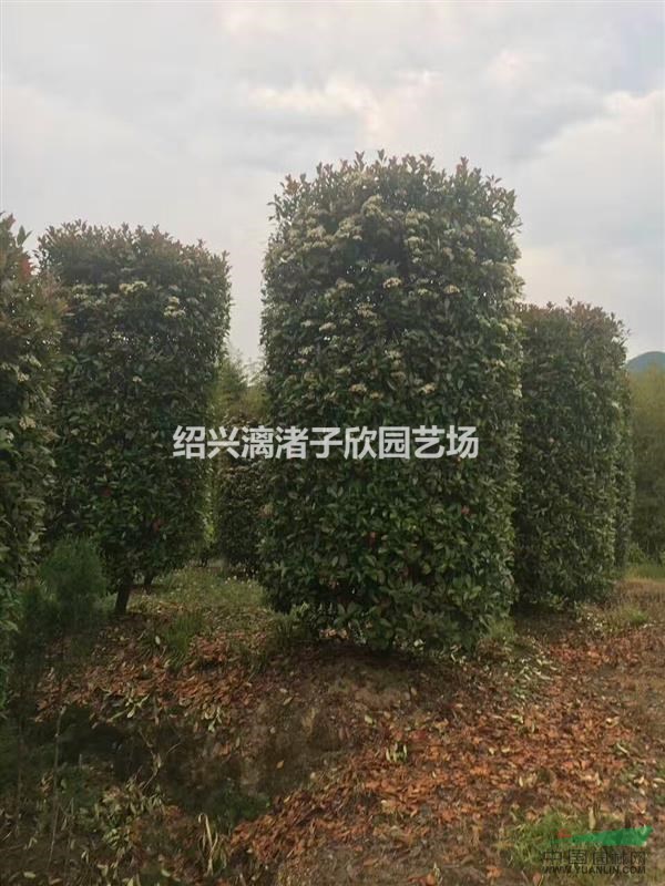造型精品紅葉石楠柱子冠副80cm到2m 