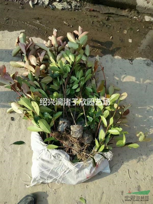 精品红叶石楠小杯苗 高度35-50