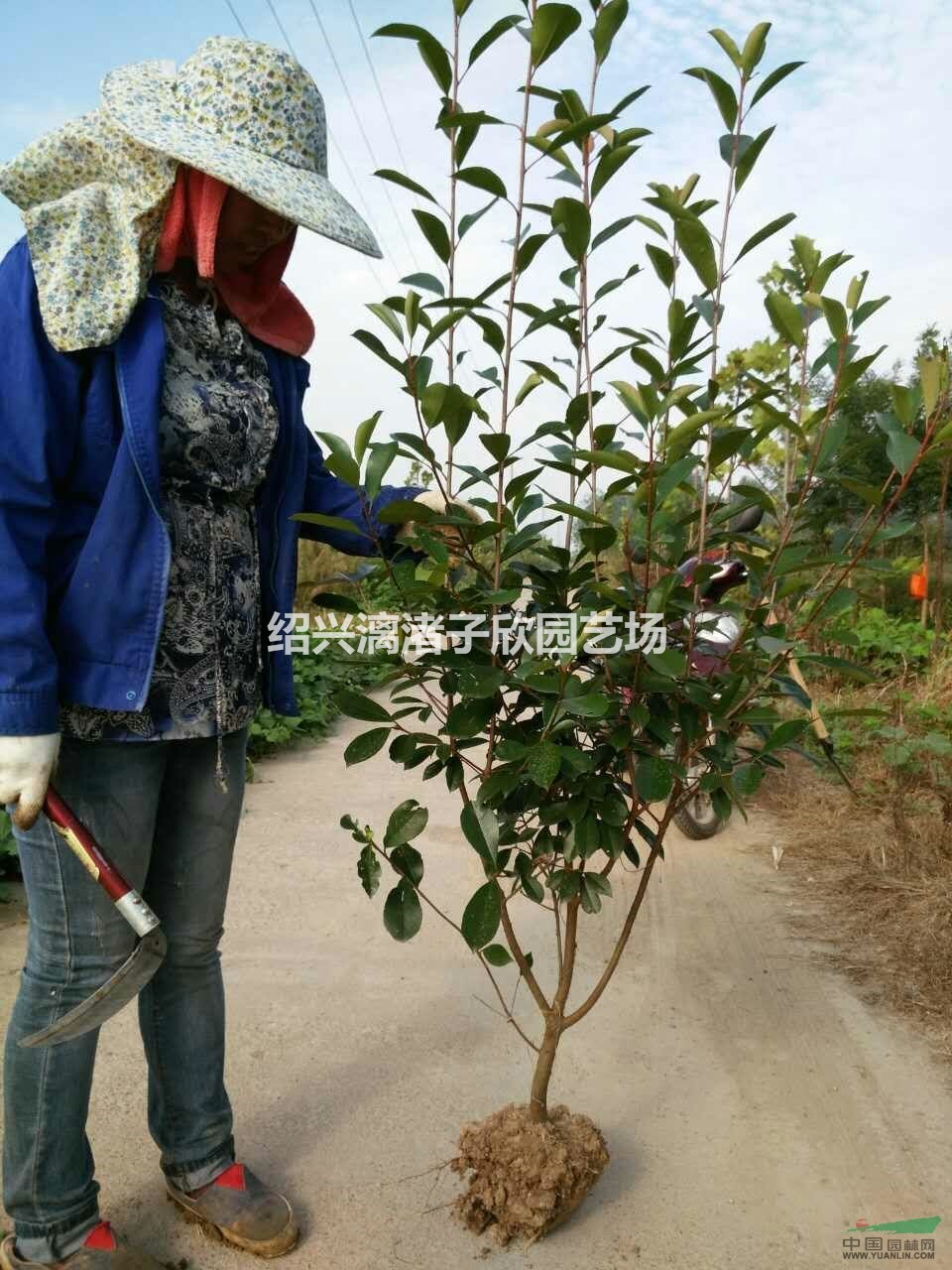 大量精品紅葉石楠小籬笆苗 高度80厘米至1.5米