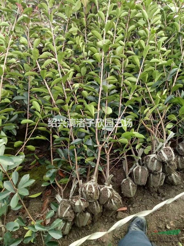 大量精品紅葉石楠小籬笆苗 高度80厘米至1.5米