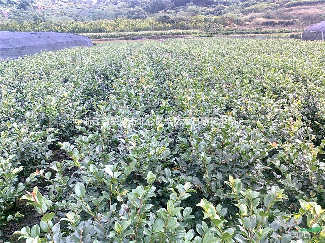 浙江寧茶梅小苗/柴橋茶梅價格最新/寧波柴橋茶梅供應(yīng)/茶梅基地