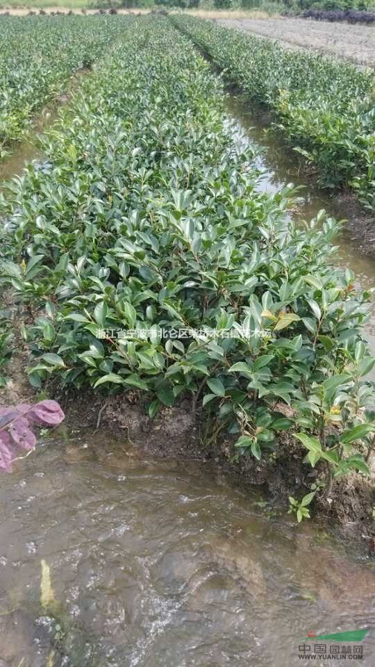 浙江寧茶梅小苗/柴橋茶梅價格最新/寧波柴橋茶梅供應(yīng)/茶梅基地