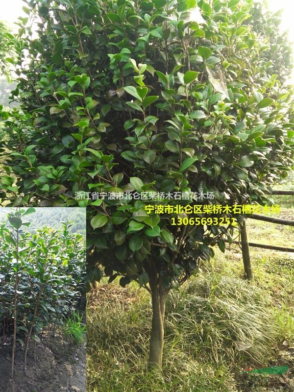 浙江寧波茶花批發(fā)/柴橋茶花供應(yīng)|寧波柴橋苗木價格最新茶花配送