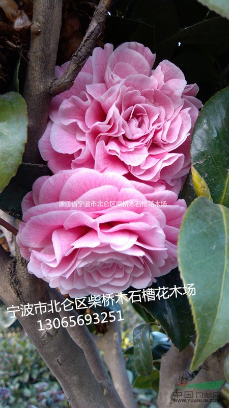 浙江寧波茶花批發(fā)/柴橋茶花供應(yīng)|寧波柴橋苗木價格最新茶花配送