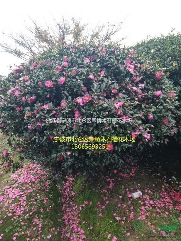 浙江寧波茶梅球/浙江柴橋茶梅大小球便宜/茶梅球供應(yīng)/批發(fā)配送