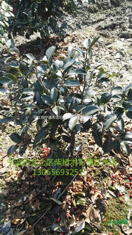 浙江寧波茶梅球/浙江柴橋茶梅大小球便宜/茶梅球供應(yīng)/批發(fā)配送