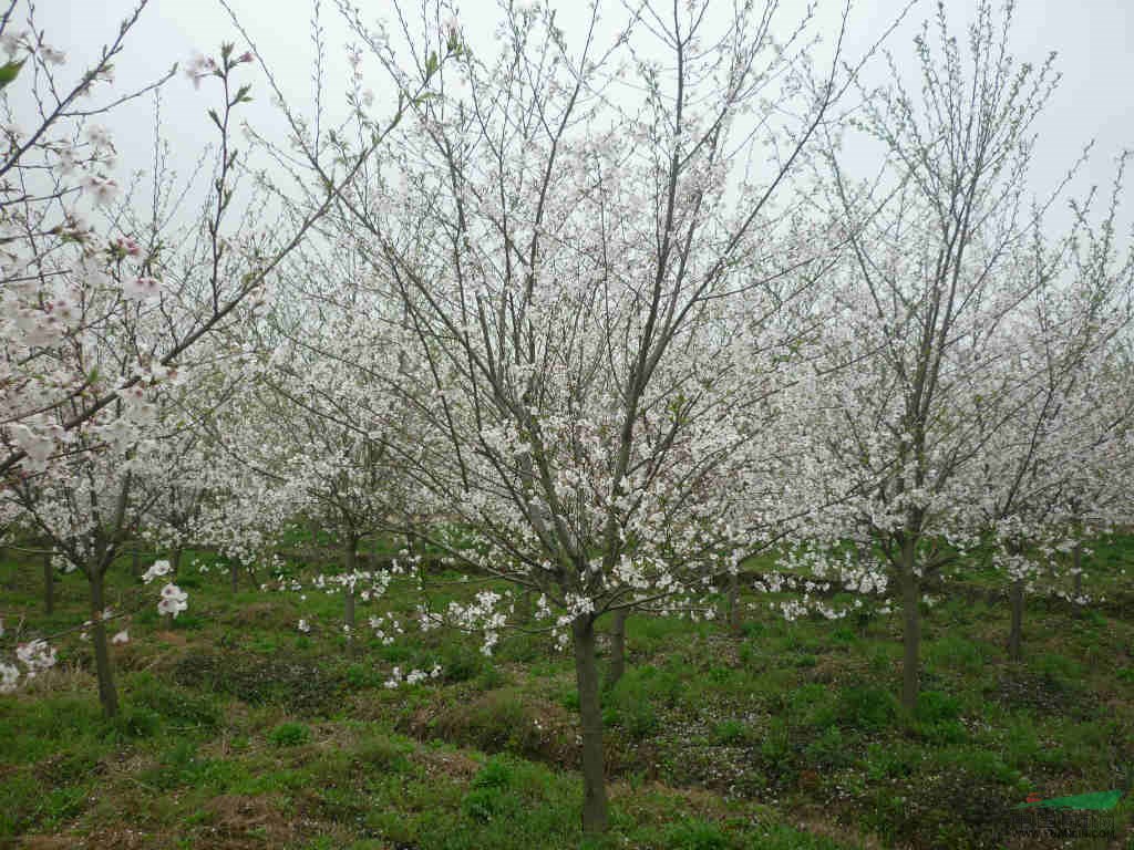 大量供应染井吉野樱花