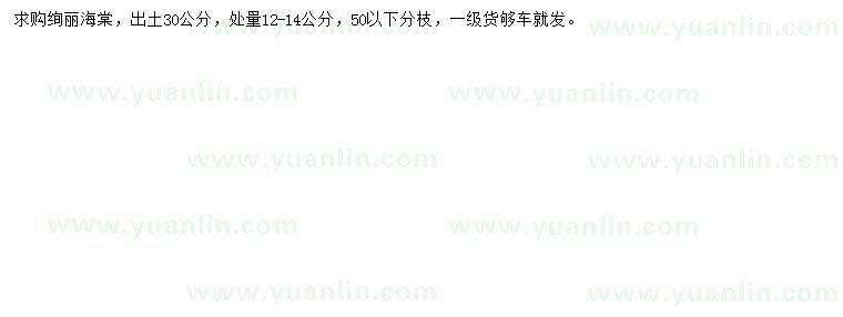求購30公分量12-14公分絢麗海棠