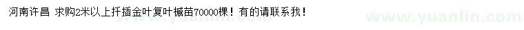 求購(gòu)2米以上扦插金葉復(fù)葉槭苗