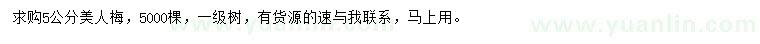 求購5公分美人梅