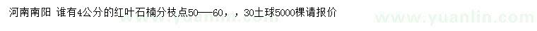 求購(gòu)4公分紅葉石楠