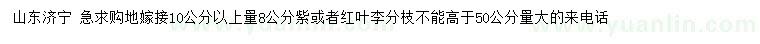 求購(gòu)10公分以上量8公分紫、紅葉李