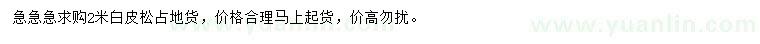 求購2米白皮松