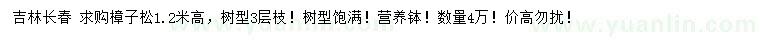 求購高1.2米樟子松