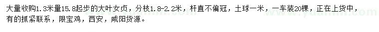 求購(gòu)1.3米量15.8公分起步大葉女貞