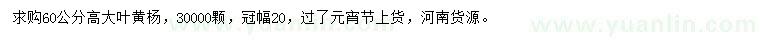 求購高60公分大葉黃楊