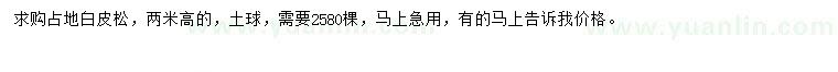 求購高2米白皮松