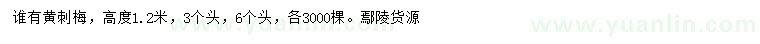 求購高度1.2米黃刺梅