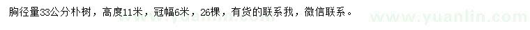 求購胸徑33公分樸樹