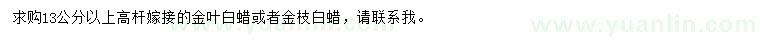 求購(gòu)13公分以上高桿嫁接金葉白蠟或者金枝白蠟