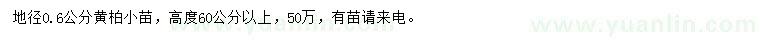求購地徑0.6公分黃柏小苗