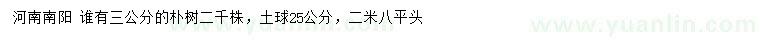 求購3公分樸樹