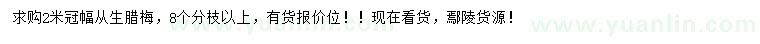求購(gòu)冠幅2米從生臘梅