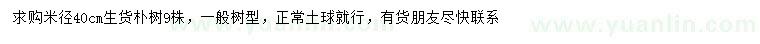 求購米徑40公分生貨樸樹